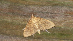 Crocidophora serratissimalis