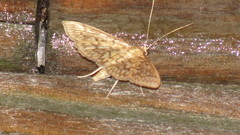 Crocidophora serratissimalis
