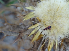 Horvathiolus guttatus
