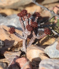 Crassula pyramidalis