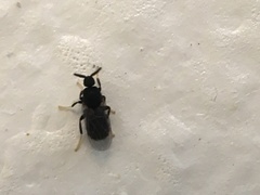 Holoplagia guamensis