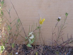 Calochortus luteus
