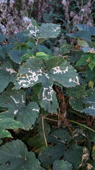 Cosmopterix zieglerella