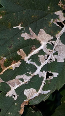 Cosmopterix zieglerella