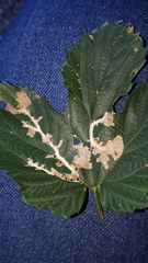 Cosmopterix zieglerella