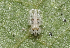 Corythucha confraterna