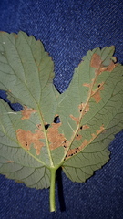 Cosmopterix zieglerella