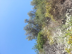 Heteromeles arbutifolia