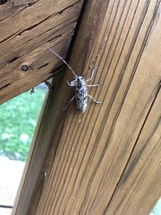 Monochamus marmorator