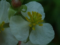 Sagittaria australis