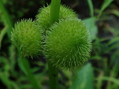 Sagittaria australis