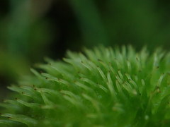 Sagittaria australis