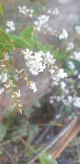 Leucopogon amplexicaulis
