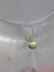 Araneus uniformis