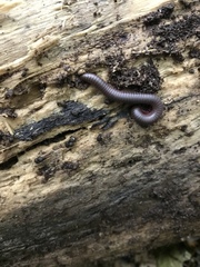 Narceus americanus