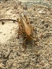 Melanoplus differentialis