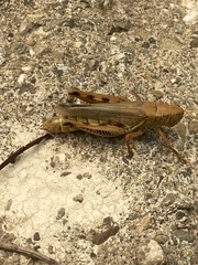 Melanoplus differentialis