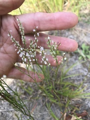Polygonella articulata