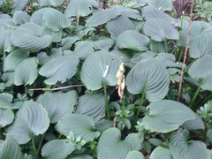 Hosta
