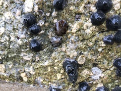 Patelloida saccharina