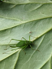 Leptophyes laticauda