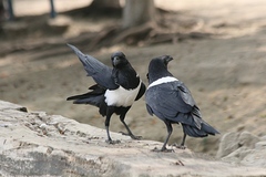 Corvus albus