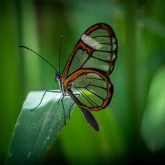 Pagyris cymothoe