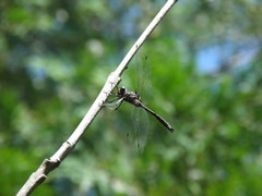 Somatochlora tenebrosa