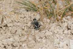 Cicindela willistoni echo