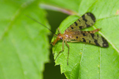 Panorpa speciosa