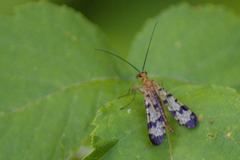 Panorpa speciosa