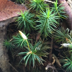 Dawsonia polytrichoides