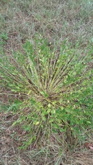 Ditaxis aphoroides
