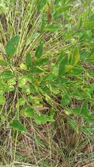 Ditaxis aphoroides