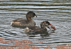 Pacifastacus leniusculus