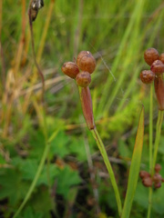 Sisyrinchium septentrionale
