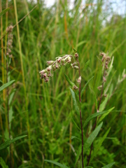 Artemisia integrifolia
