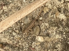 Sceloporus occidentalis