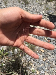 Muhlenbergia microsperma