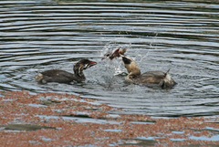 Pacifastacus leniusculus