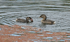 Pacifastacus leniusculus