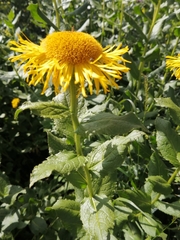 Pentanema orientale