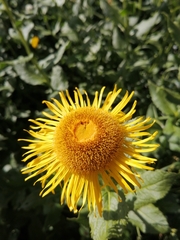 Pentanema orientale