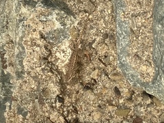 Sceloporus occidentalis