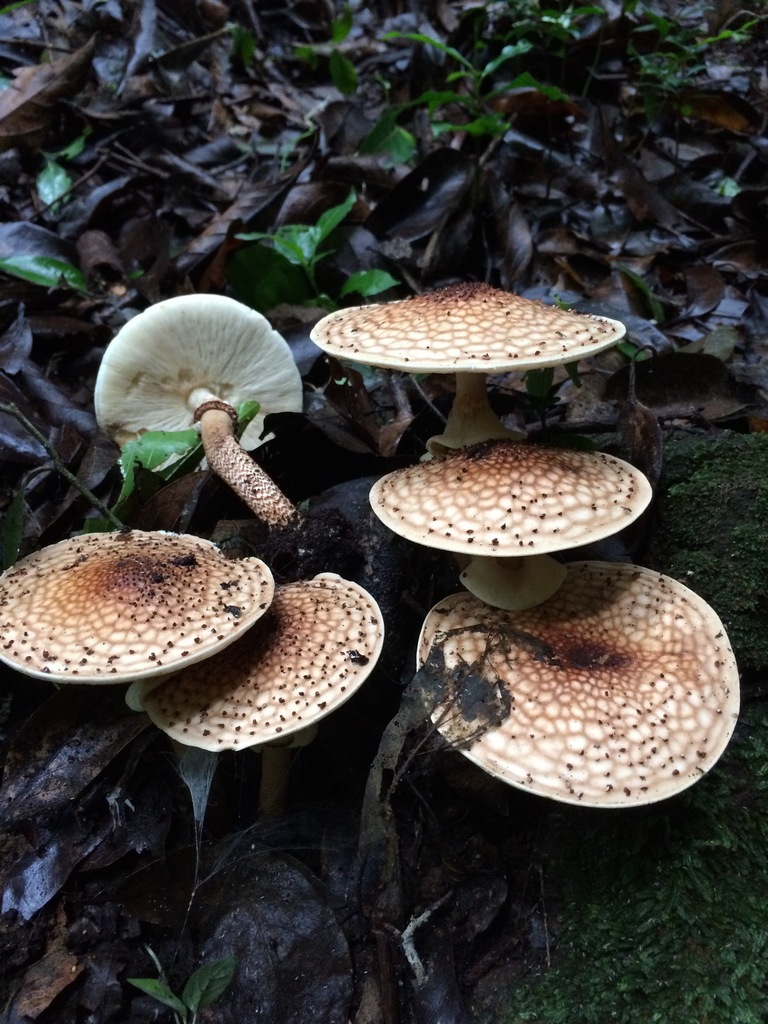 Echinoderma