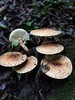 Echinoderma - Photo (c) Stephen Sellers, some rights reserved (CC BY-NC), uploaded by Stephen Sellers