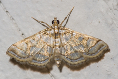 Pseudopyrausta santatalis