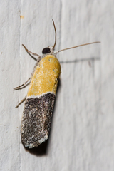Ponometia clausula
