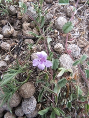 Dyschoriste decumbens