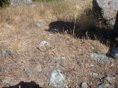 Chlorogalum pomeridianum divaricatum